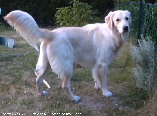 Photo de Golden retriever