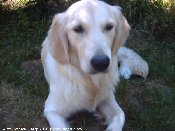 Photo de Golden retriever