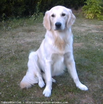 Photo de Golden retriever