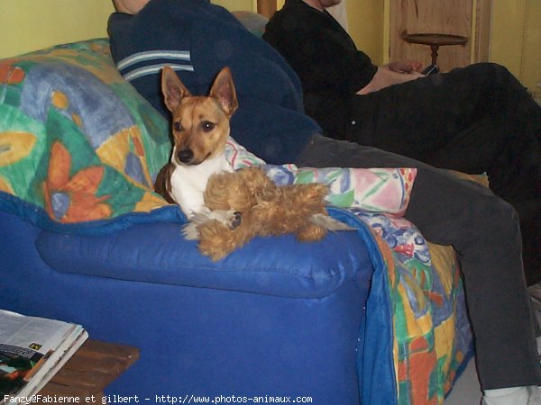 Photo de Jack russell terrier