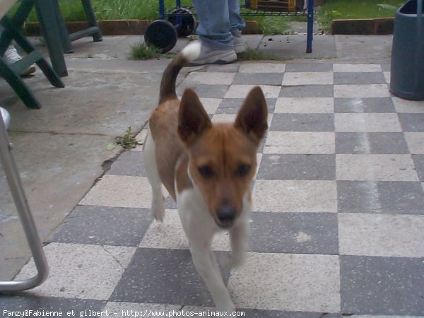 Photo de Jack russell terrier