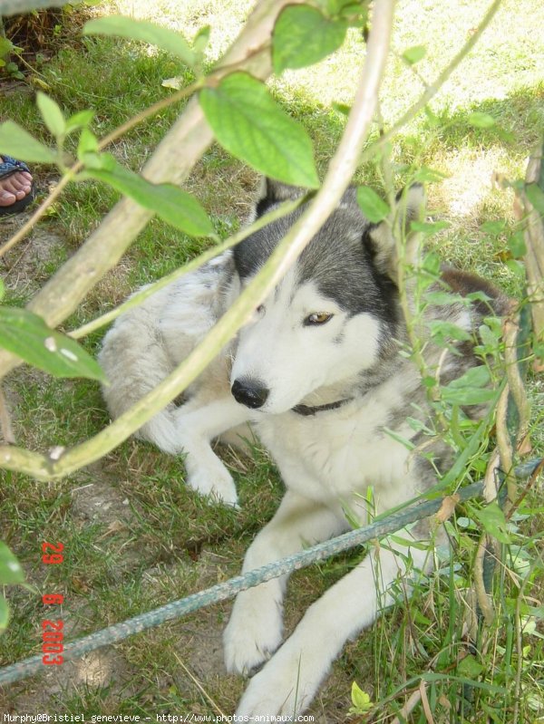 Photo de Husky siberien