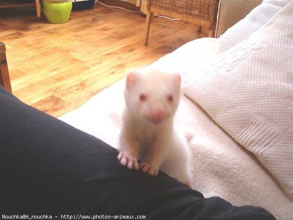 Photo de Furet