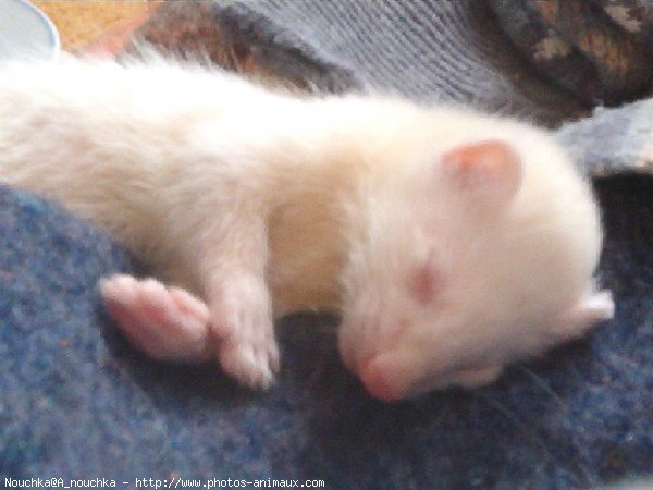 Photo de Furet