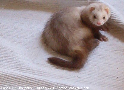 Photo de Furet