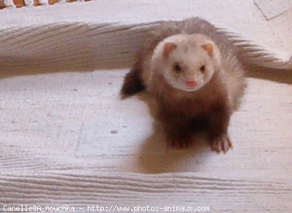 Photo de Furet