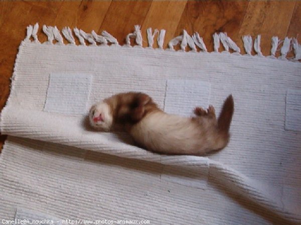 Photo de Furet