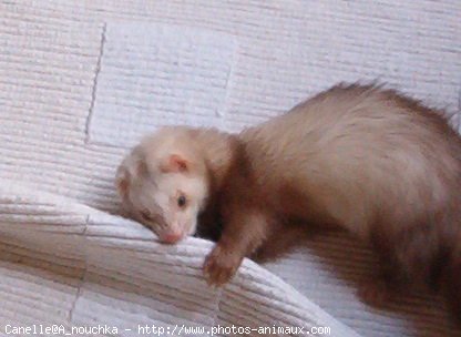 Photo de Furet