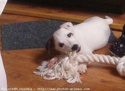 Photo de Jack russell terrier