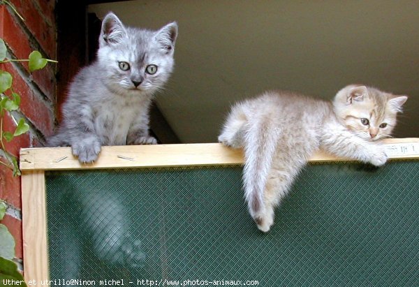 Photo de British shorthair