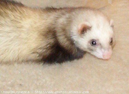 Photo de Furet