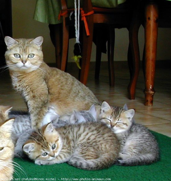 Photo de British shorthair