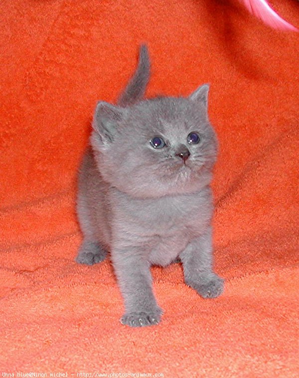 Photo de British shorthair