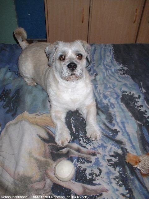 Photo de Lhassa apso