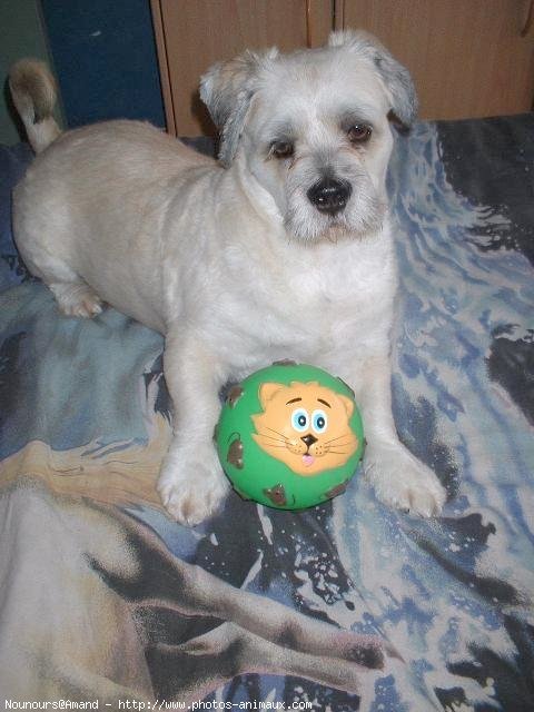 Photo de Lhassa apso