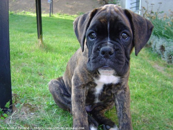 Photo de Boxer