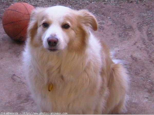 Photo de Border collie