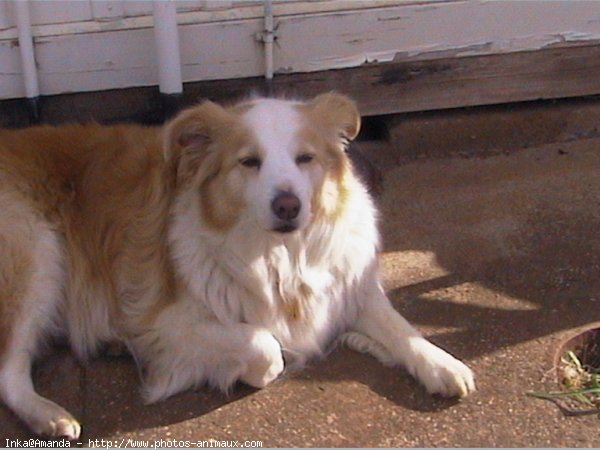 Photo de Border collie