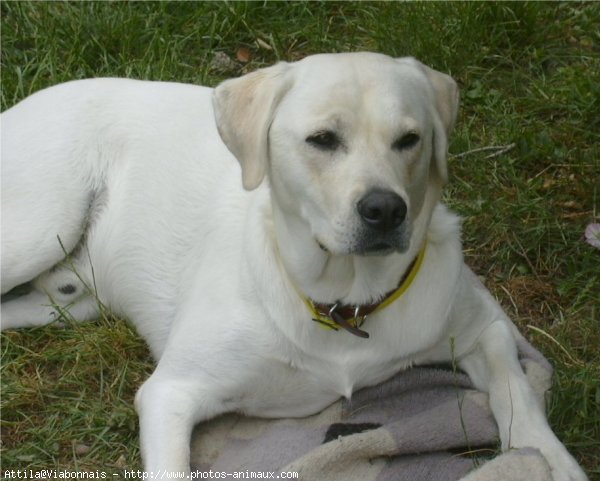 Photo de Labrador retriever