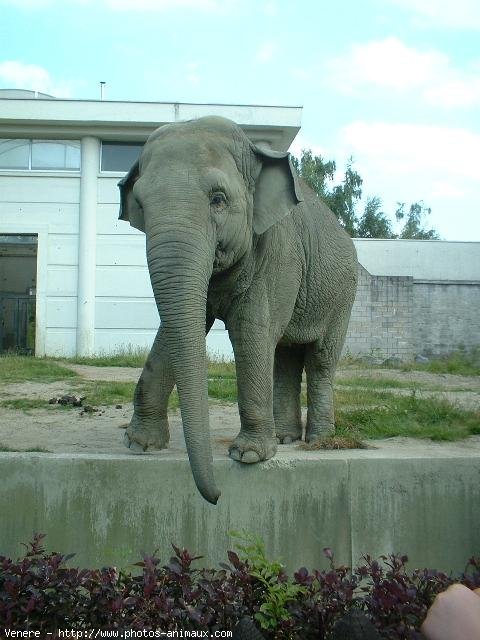 Photo d'Elphant d'asie