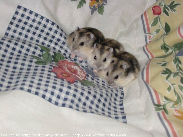 Photo de Hamster