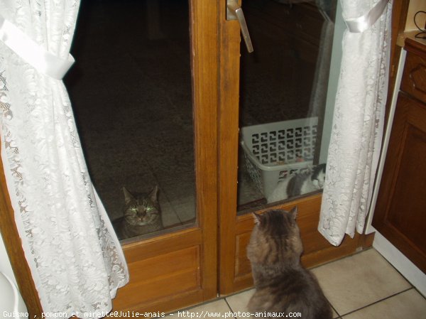 Photo de Chat domestique