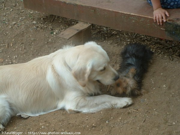 Photo de Golden retriever