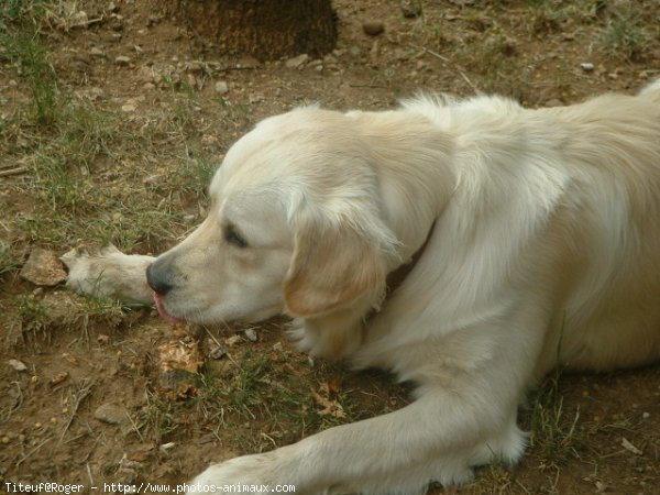 Photo de Golden retriever