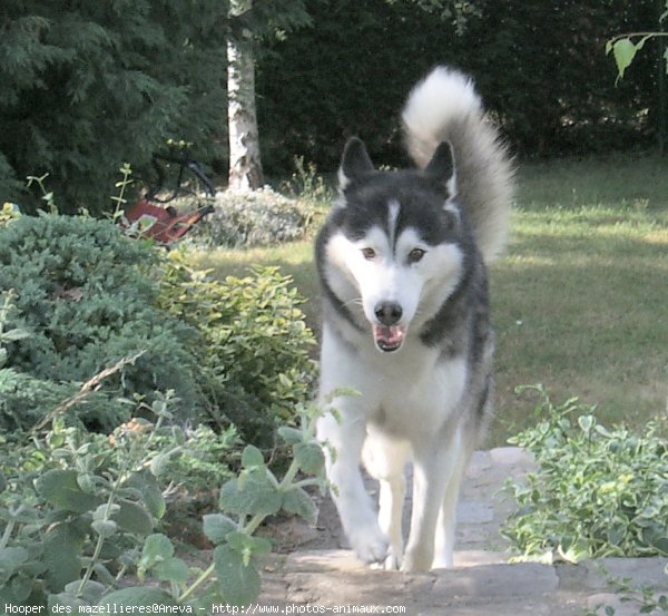 Photo de Husky siberien