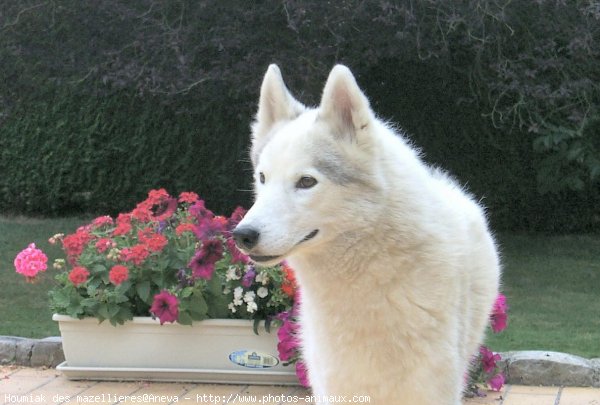 Photo de Husky siberien