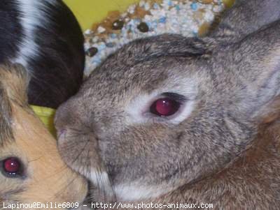 Photo de Lapin