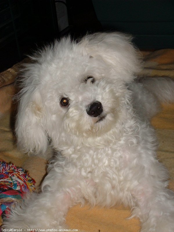 Photo de Bichon  poil fris