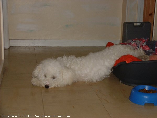 Photo de Bichon  poil fris