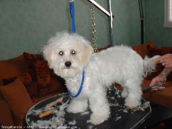 Photo de Bichon  poil fris