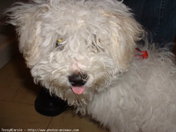 Photo de Bichon  poil fris