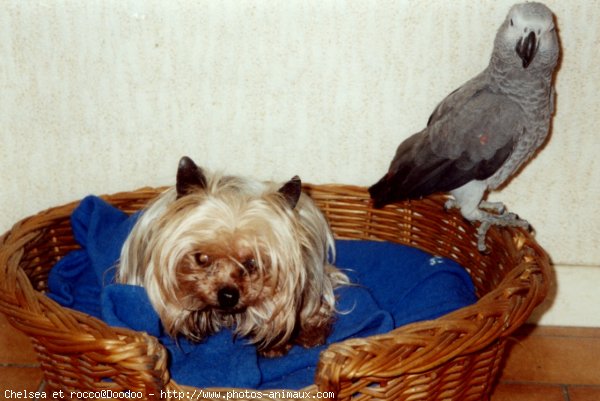 Photo de Yorkshire terrier