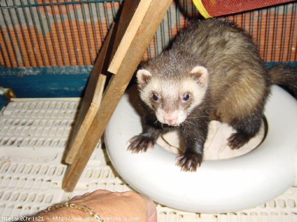 Photo de Furet