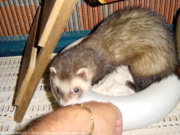 Photo de Furet