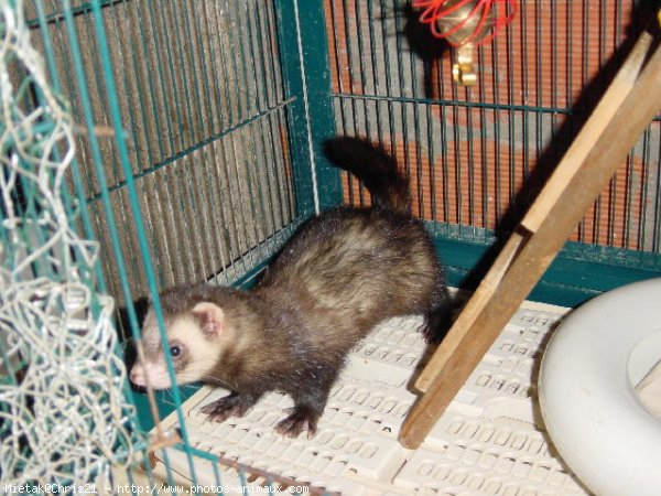 Photo de Furet