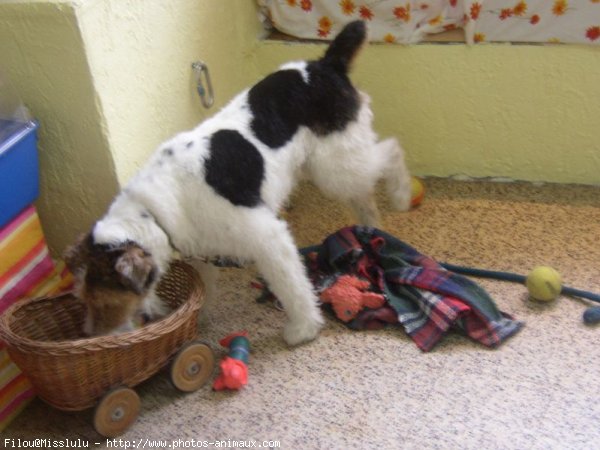 Photo de Fox terrier  poil dur