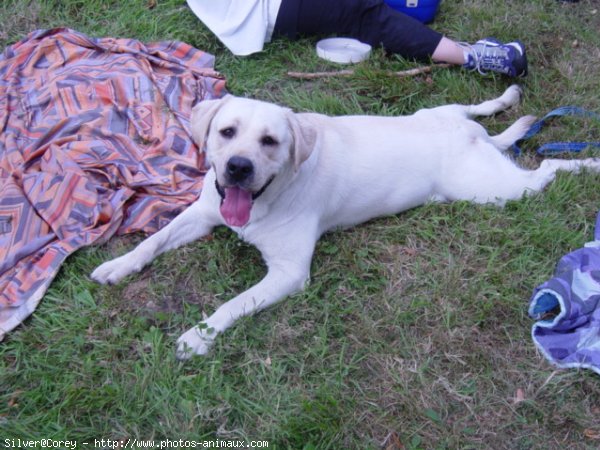 Photo de Golden retriever