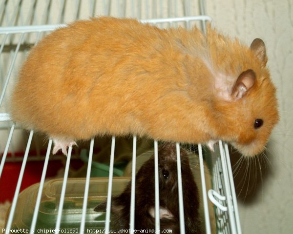 Photo de Hamster