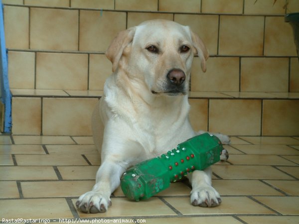 Photo de Labrador retriever