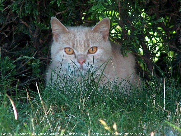 Photo de British shorthair