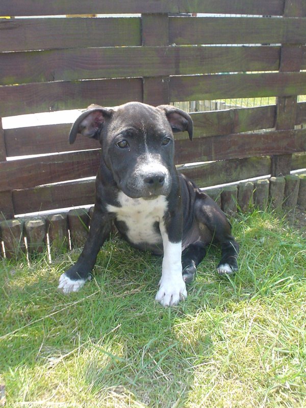 Photo de Staffordshire bull terrier