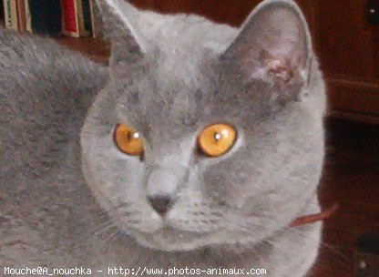 Photo de British shorthair