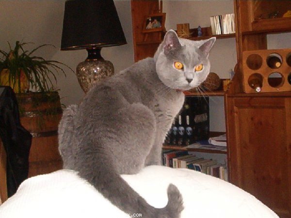 Photo de British shorthair