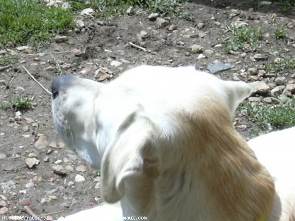 Photo de Labrador retriever