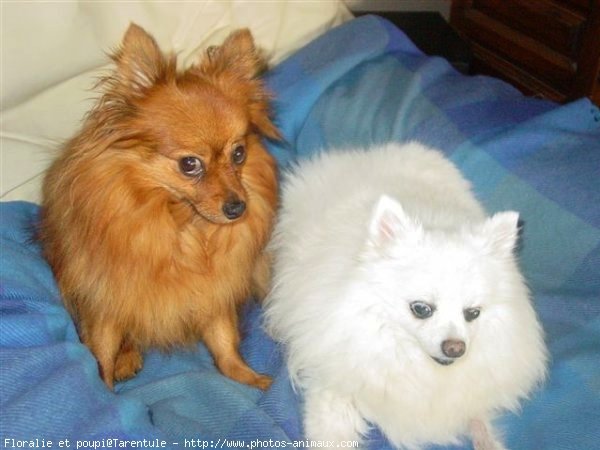 Photo de Spitz moyen