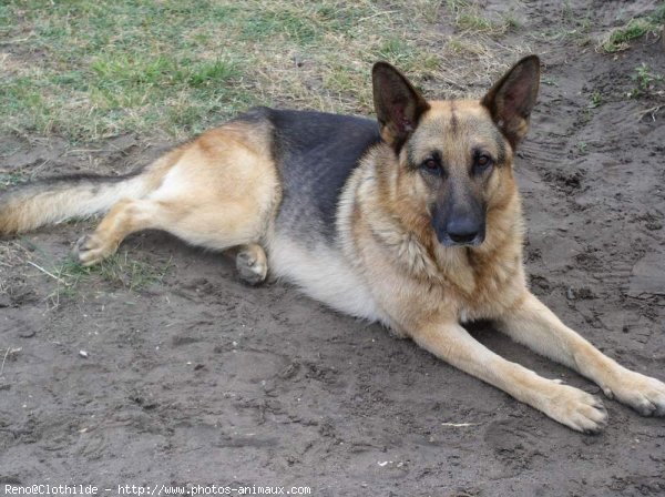 Photo de Berger allemand  poil court